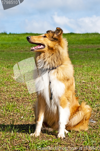 Image of collie dog