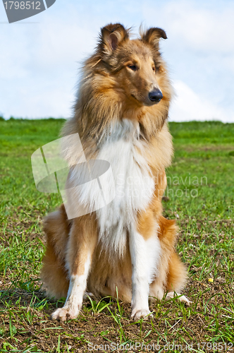 Image of collie dog