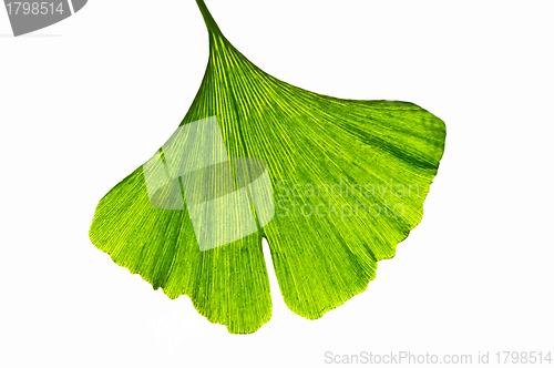 Image of Ginkgo leaf