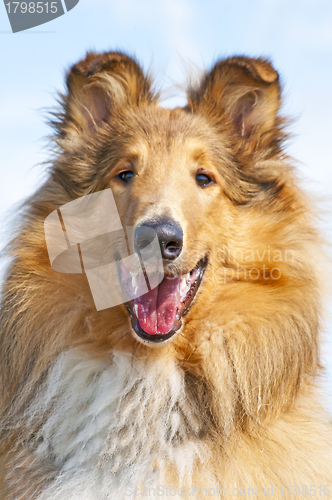 Image of collie dog