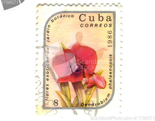 Image of Old postage stamp from Cuba with flower 