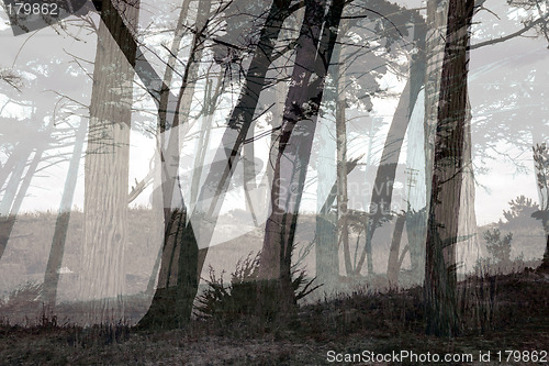 Image of Misty forest