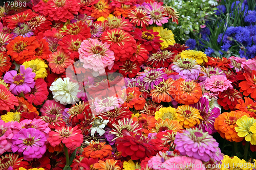 Image of Sea of flowers