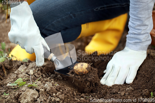 Image of Potato harvest