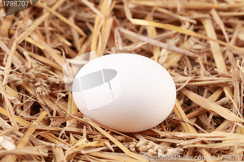 Image of White egg in straw