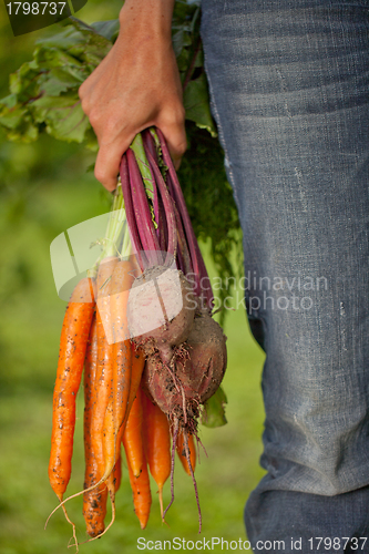 Image of Fresh harvest