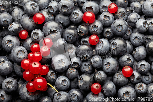 Image of blueberries and red currant berries