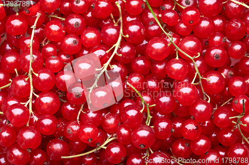 Image of red currant berries