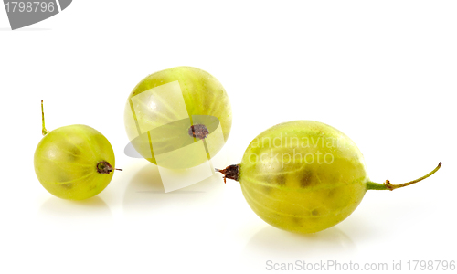 Image of Green gooseberry fruit closeup
