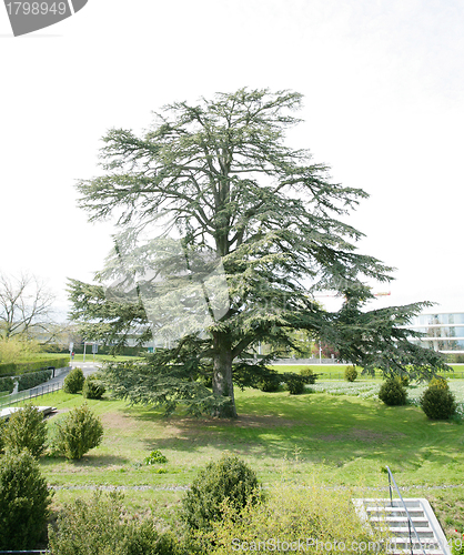 Image of A big cedar tree in park on spring