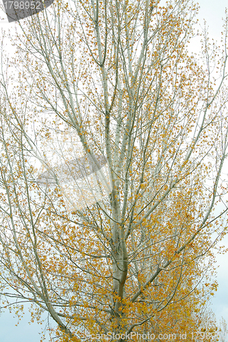 Image of Autum golden tree abstract 