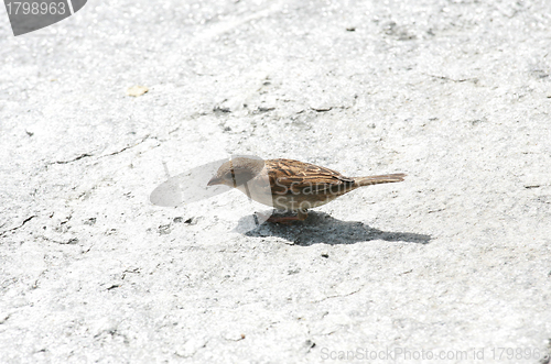 Image of song thrush on a white rock