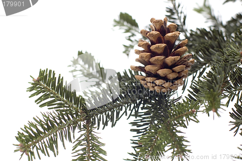 Image of cone