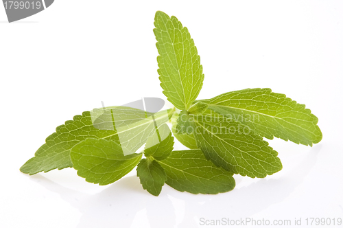 Image of Stevia Rebaudiana leafs isolated on white background 