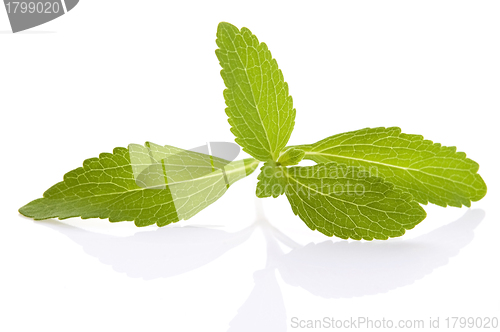 Image of Stevia Rebaudiana leafs isolated on white background 