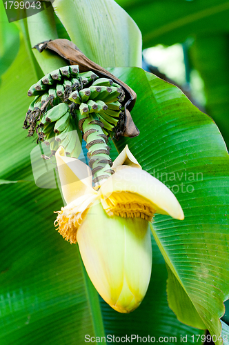 Image of banana flower blossom