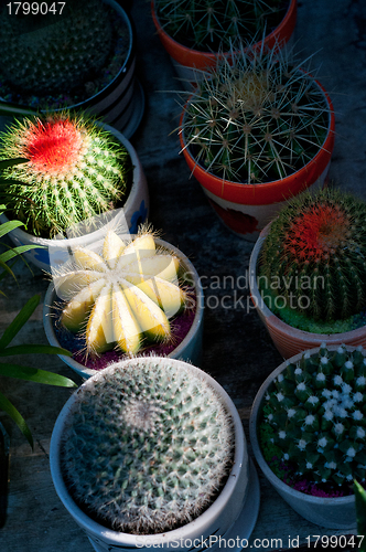 Image of colorful cacti cactus plants