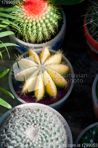 Image of colorful cacti cactus plants