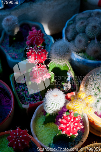 Image of colorful cacti cactus plants