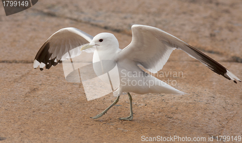 Image of Common gull