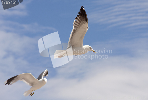 Image of Common gull