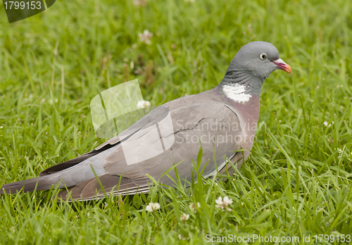 Image of Wood Pigeon 