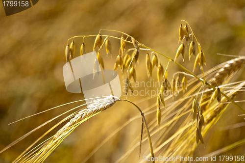 Image of barley and oat