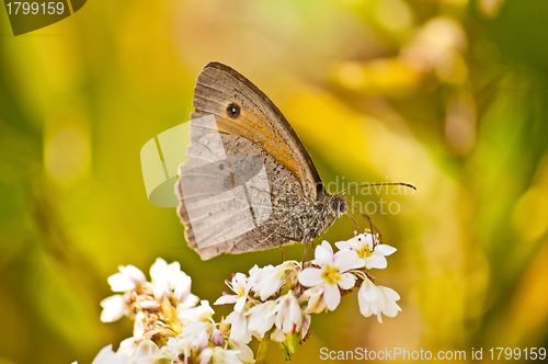 Image of Meadow Brown, Maniola jurtina