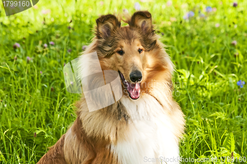 Image of Collie dog