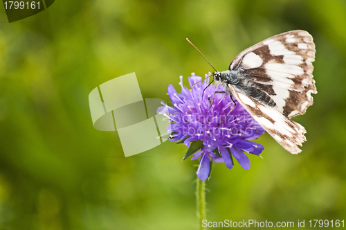 Image of Marbled White