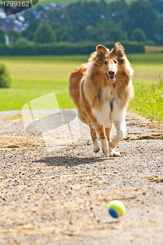 Image of Collie dog