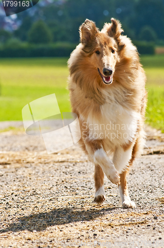 Image of Collie dog