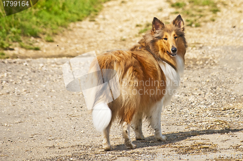 Image of collie dog