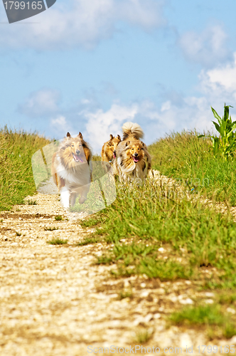 Image of Collie dogs