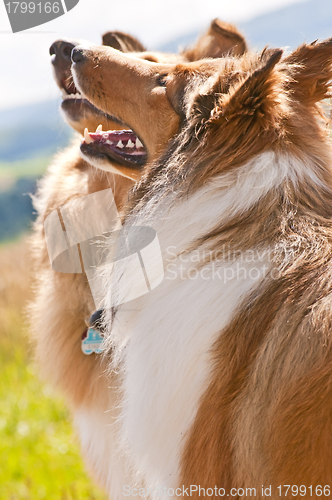 Image of collie dogs