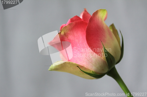 Image of Rose