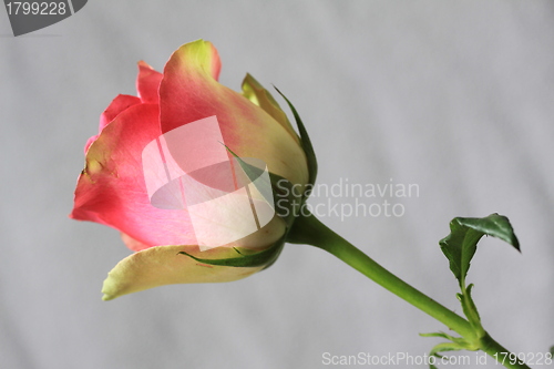 Image of Rose