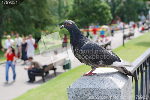 Image of dove in the blurry background of Alexander Garden, Moscow, Russi