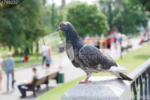 Image of dove in the blurry background of Alexander Garden, Moscow, Russi