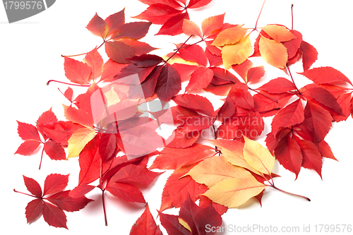 Image of Scattered autumn leaves on white background