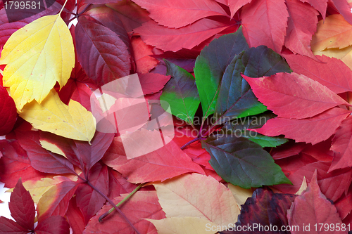 Image of Background of multicolor autumn leaves