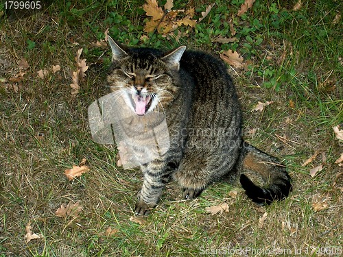 Image of stripped cat