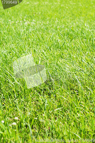 Image of Green grass, close up