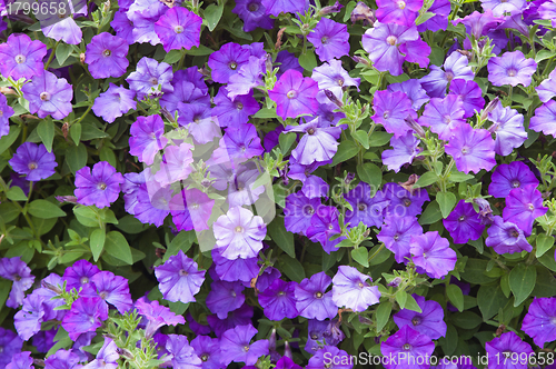 Image of Background from beautiful dark blue flowers
