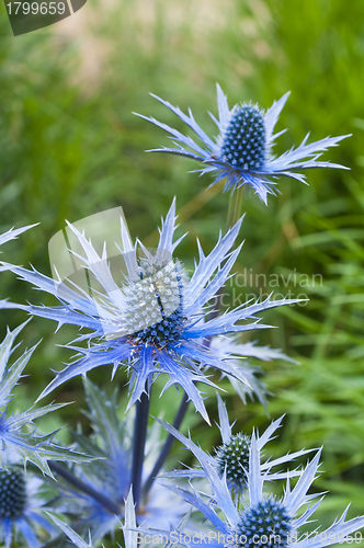 Image of twig flowering thistles , blue sea holly