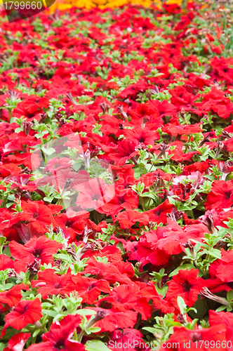 Image of Background from beautiful red flowers