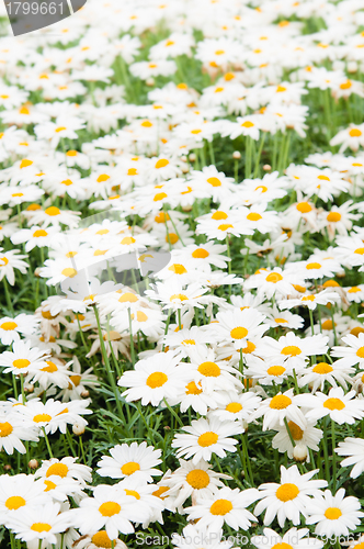 Image of Background from beautiful white camomiles