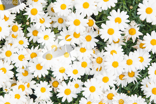 Image of Background from beautiful white camomiles