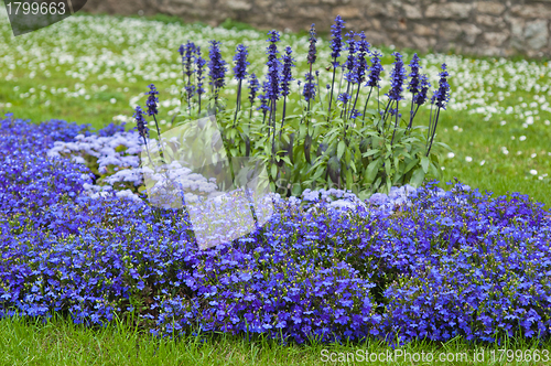 Image of Beautiful bed from dark blue flowers