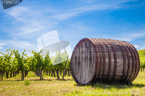 Image of Tuscany wineyard